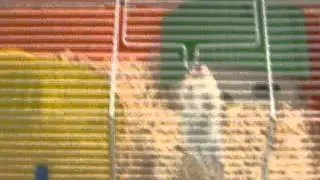 לא להאמין - האוגרת בורחת מחוץ לכלוב