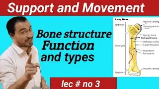 Bone structure ,types and functions lecture#india #bones bone #viralshorts