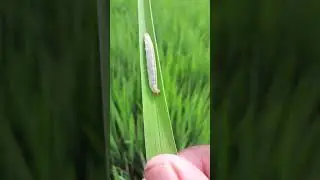 ধান ক্ষেতের পোকা