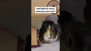 This guinea pig is not impressed with dad's nagging 😅 