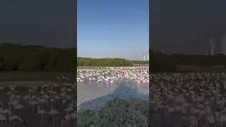 Flamingo🦩🦩🦩dubai sayohat