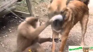 Смешные Обезьяны  и Добрые Собаки! Смешные животные обезьяны