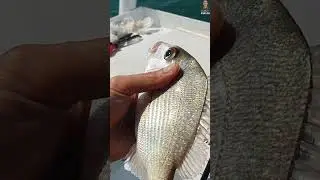 A fish parasite. We caught one of these in the Pacific Ocean. 