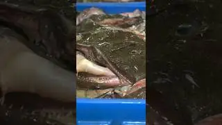 Cooking the ugliest fish in the world