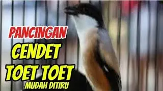 Cendet gacor toet toet sekali putar bikin cendet langsung nyaut ikut bunyi toet toet