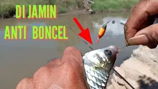 RANGKIAN MATA PANCING UNTUK IKAN TAWES UMPAN LUMUT