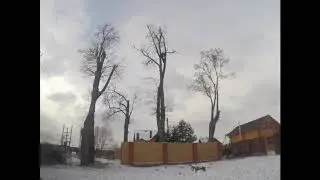 Удаление деревьев таймлапс