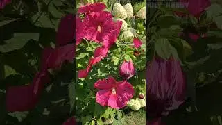 #Гибискус травянистый ☀️ 11 августа в нашем саду #цветы #ландшафтныйдизайн #flowers #огород