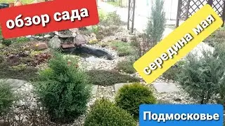 Обзор сада 12.05.22/ Холодная весна/Что растёт, что цветёт