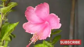 How Grow A Hibbicus Flower Transformation Of A Flower 🌹 Full Timelapse Video #newvlog #nursery #new