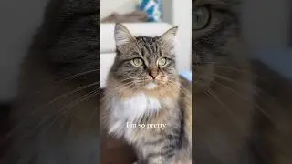 Those green eyes 😍🥰 #kitty #catlover #cute #love #cat #cutepet #funny