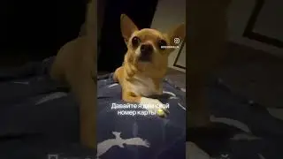 Чихуахуа #приколысживотными #чихуахуа #собака #приколы #dog #sunny #shortsvideo #shortvideo