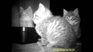 Cathedral kittens for Sienna