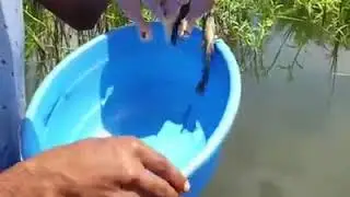 Tavukla Balık Yakalama yöntemi