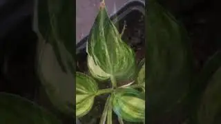 Хоста 'The Sweetest Thing' #short #shorts #hosta #хостаcамаямилаяштучка