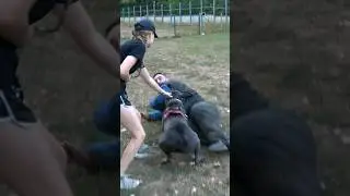 Cane Corso bodyguard dog saves a girl from an attack by hooligans. 