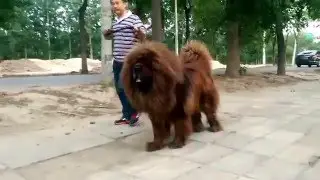 A fierce dog look like lion! Свирепый пес похож на Льва!