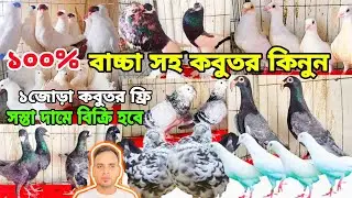ফ্রী পাবেন এক জোড়া কবুতর || কবুতরের দাম জানুন বিউটি হোম রেসার লক্ষা কবুতর || মুজাহিদ ভাইয়ের