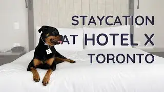 Rottweiler spends a night at a Luxury Hotel in Toronto