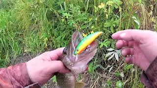 21 сентября ДЕНЬ БОЛОТНОГО ШНУРКА ! ))) Дешманский воблер рулит.