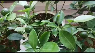 Мой линон и мандариновый рай
