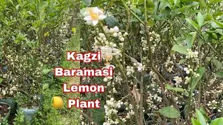 Kagzi Baramasi Lemon🍋 Plant Flowering Stage😱