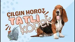 ÇILGIN HOROZ 🐔 VS KÖPEK 🐶 KAVGALARI 