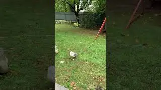 Lost seagull in my backyard! 😱😂 