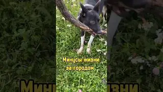 Минусы жизни за городом 🏡 #жизньзагородом #сельскаяжизнь #семья