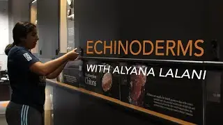 Echinoderms - Alyana Lalani | Researchers Revealed - Beaty Biodiversity Museum, UBC