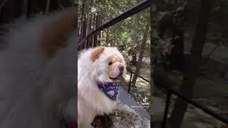 Find your next adventure for you and your furry friend