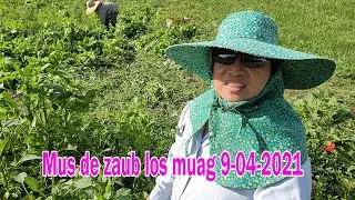Mus de zaub los muag 9 04 2021