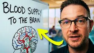 Blood supply to the brain