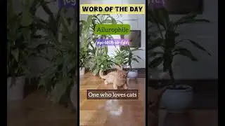 This is for cat 🐈 lovers | Ailurophile |Word of the day | #english #englishvocabulary #cat