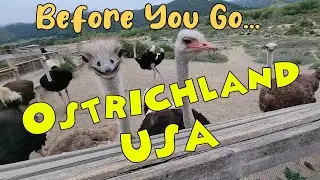 Watch This Before You Go to Ostrichland USA, Solvang, California