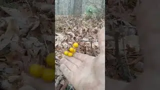 The poisonous horse nettle!