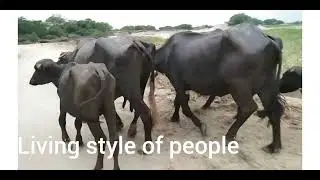 Vlog on my village || Mara village a log || vlog|| vlog 22 ||My Village