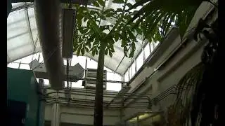 3 year time lapse video of Corpse Flower