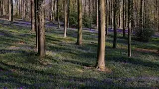 Spring Forest with Wild Flowers | Fairy Forest Ambience | 1 Hour