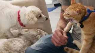 How to Make a Dog and Cat Get Along