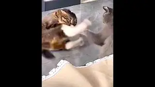 别以为小猫咪是好惹的