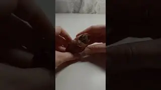 Ко мне приехали улитки мегасы.Распаковка улиток🐌