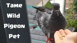 How to Tame Wild Pigeon Pet