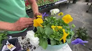Pro Tip - Bulbs Planted Under Fall Annuals