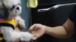 SHIH TZU SHAKING HAND PRACTICE LANG PO