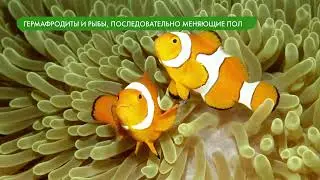Размножение и развитие рыб
