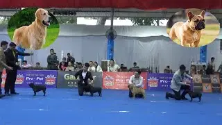 International Dog Show 2020 - French Bulldogs Breed , Golden Retriever