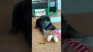 Судьба щенка