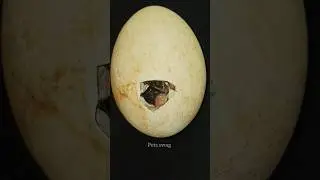 From Abandoned Egg to Amazing Adventure: A Journey of Floky (Goose Duck) 🦆