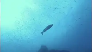 Las Agujas y el Bajo de Dentro, Cabo de Palos, Septiembre de 2023